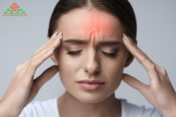 Giải đáp dầu gió làm từ lá cây gì?