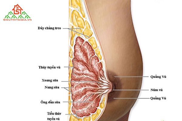 cho con bú bên to bên nhỏ phải làm sao