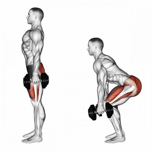 Các Bài Tập Squat Đơn Giản Cùng Với Tạ