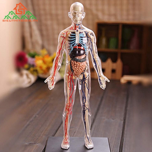 Cấu Tạo Cơ Thể Người Bao Gồm Những Gì?