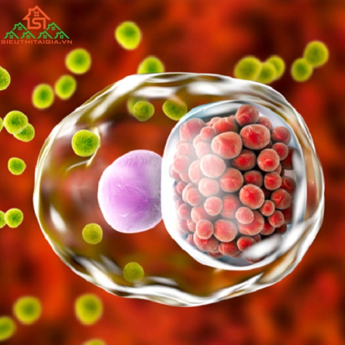 Chlamydia Là Gì? Phòng Ngừa Thế Nào?