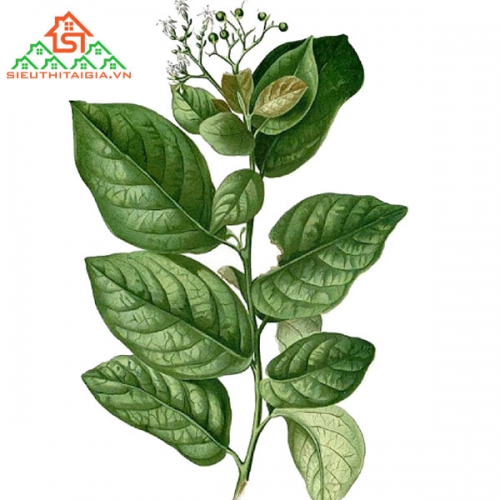 Tác Dụng Của Cây Xạ Đen Thần Kỳ Thế Nào?