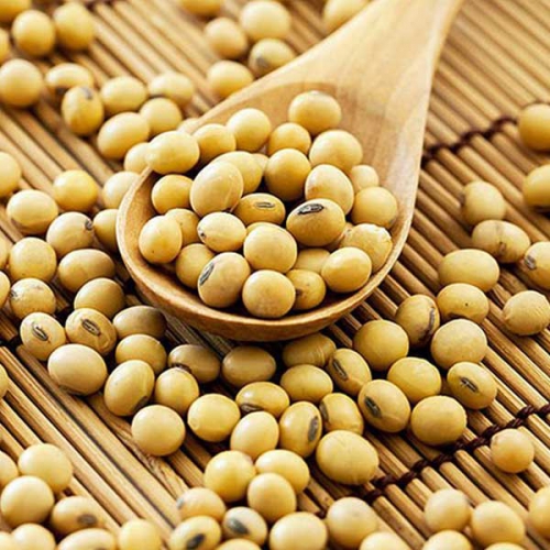 100g đậu nành chứa bao nhiêu calo? Mầm đậu nành bao nhiêu calo?