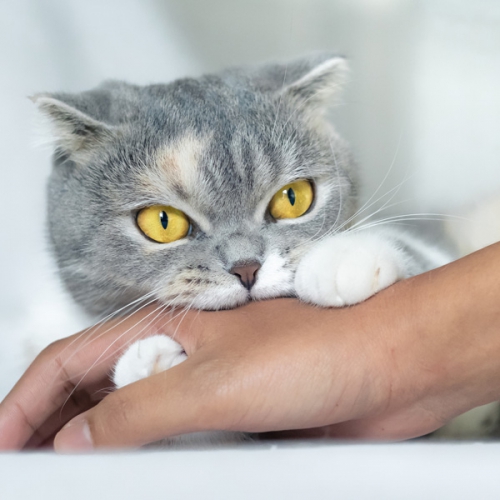 Bị mèo cắn không nên ăn gì và xử lý như thế nào?