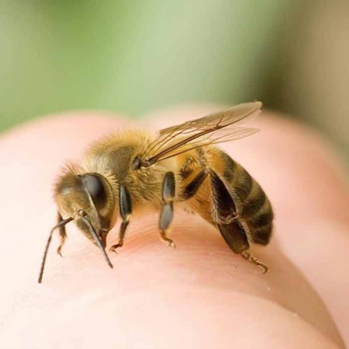 Bị ong đốt bôi gì cho nhanh lành và giảm sưng?