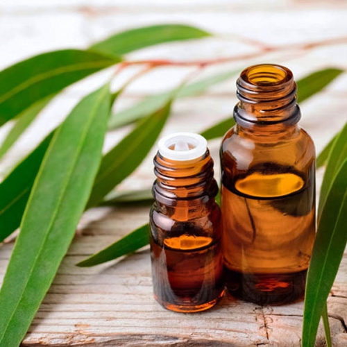Giải đáp dầu gió làm từ lá cây gì?