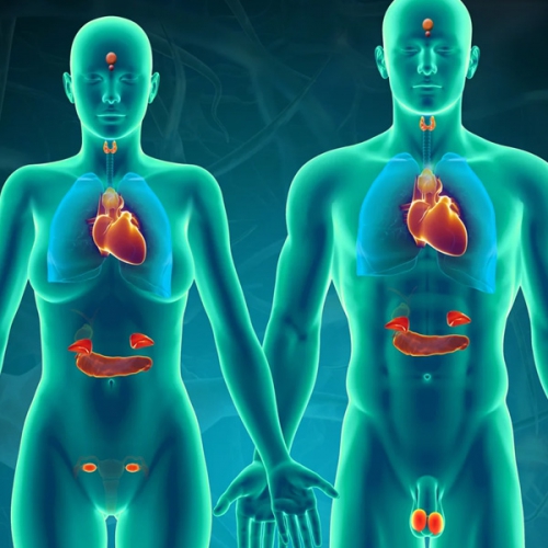 Hormone là gì? Vai trò của hormone nam và nữ