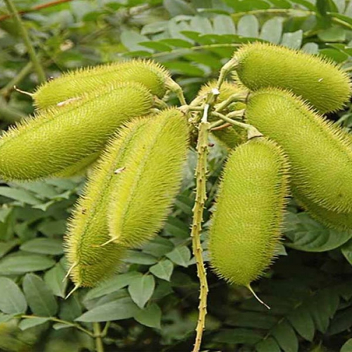 Cây mắt mèo ngứa có tác dụng gì? Có điều trị bệnh không?